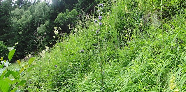 Bild: Einst kam auch die Borstige Glockenblume (Campanula cervicaria) in den lichten W&auml;ldern des Alten Stolbergs vor. Heute ist sie in Th&uuml;ringen und deutschlandweit vom Aussterben bedroht. Ihre wenigen verbliebenen Standorte sind S&auml;ume, Waldr&auml;nder und auch Bahnd&auml;mme. Im Landkreis Nordhausen befinden sich noch einige wenige Pflanzen, die ebenfalls von Mitgliedern des BUND-Kreisverbandes betreut werden.