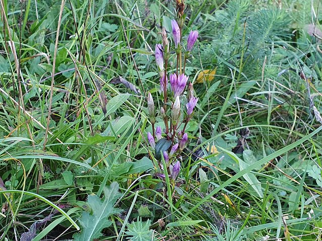 Bild: Der gef&auml;hrdete Deutsche Enzian (Gentianella germanica) geh&ouml;rt zu jenen Pflanzenarten, die Mitglieder und Freunde des BUND-Kreisverbandes Nordhausen mit ihren landschaftspflegerischen Eins&auml;tzen erhalten. Die Art, deren Verbreitungsschwerpunkt gro&szlig;enteils in Deutschland liegt, kennzeichnet extensiv genutzte, nicht zu trockene Magerrasen.