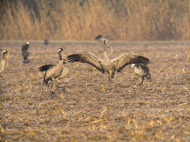 Bild: Saisong&auml;ste am Stausee Kelbra - die Kraniche sind wieder da