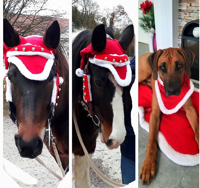 Bild: Weihnachtsr&ouml;sser Jonjoe und Cheyenne mit Ihrem Begleiter Asani