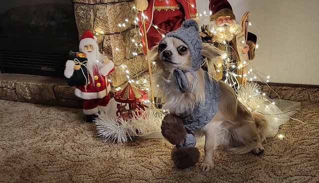 Bild: Weihnachtlich gewandeter Calvin 2022