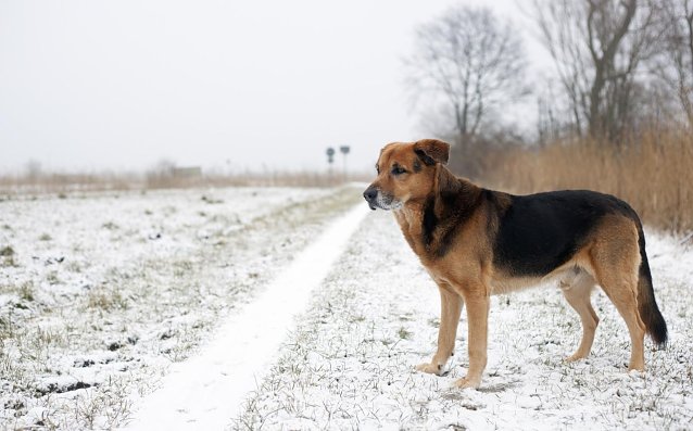 Bild: Glatteis und Streusplit machen Vierbeinern im Winter das Leben schwer