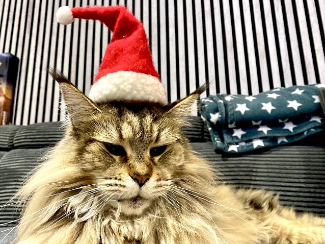 Bild: Weihnachtskatze Hummel