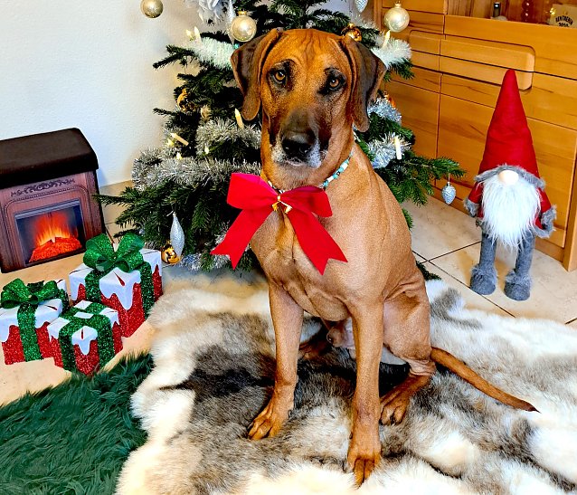 Bild: Rhodesian Ridgeback Asani am Weihnachtsbaum