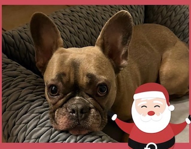 Bild: Bulldogge zu Weihnachten