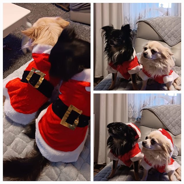 Bild: Die Hunde Calvin und Anouk