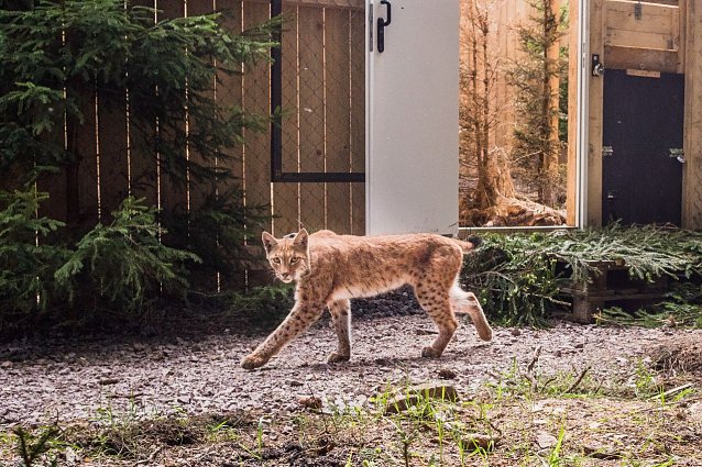 Bild: Frieda bei ihrer Freilassung im Th&uuml;ringer Wald
