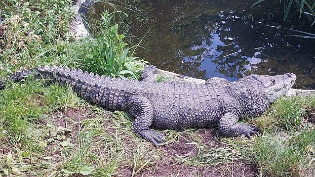 Bild: Reptilien verlassen Nordhausen