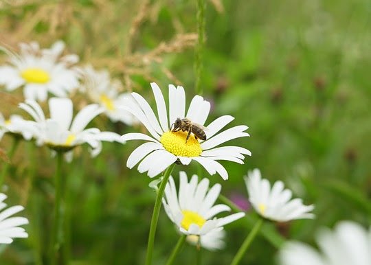 Bild: Wildblumenwiesen bieten Bienen und anderen Insekten wertvollen Lebensraum.