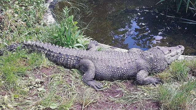 Bild: Ein Krokodil auf einer Wiese