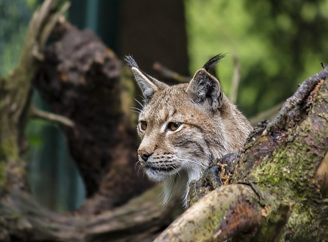 Bild: Symbolbild Luchs