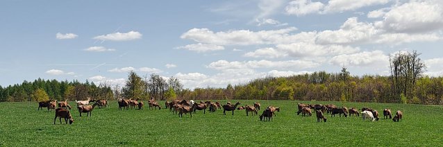 Bild: Ziegen auch einer Wiese
