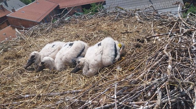 Bild: 