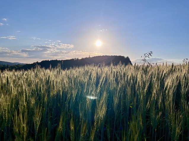 Bild: 