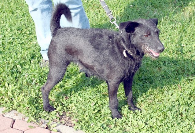 Bild: Suche neues Herrchen oder Frauchen