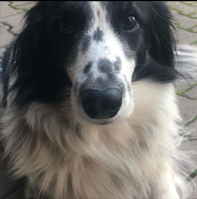 Bild: Hundedame Cleo ist zwischen Petersdorf und Neustadt davon gelaufen