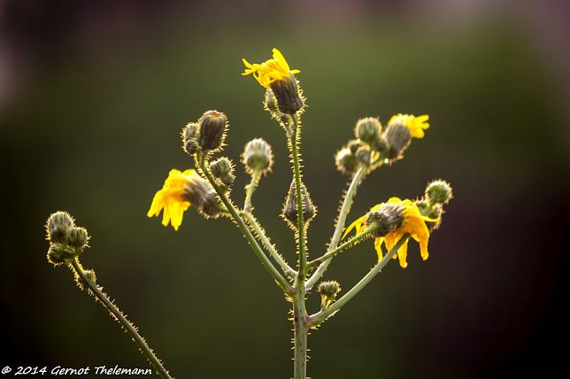 Bild: Wetter-Bild