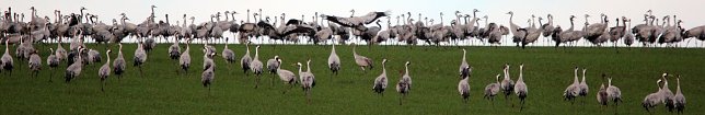 Bild: &Uuml;ber 30000 Kraniche registrierten die Vogelkundler. 