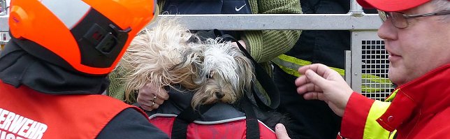 Bild: Hund per Drehleiter gerettet