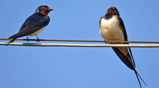 Bild: Rauchschwalben