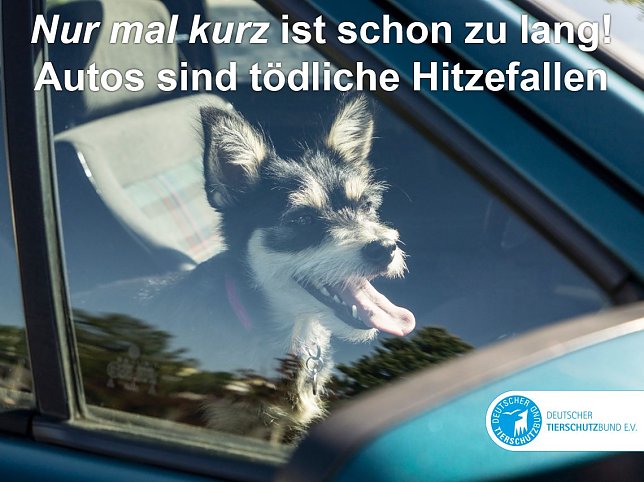 Bild: Hund und Hitze