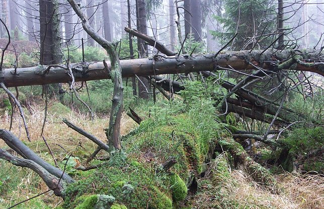 Bild: Brocken-Urwald