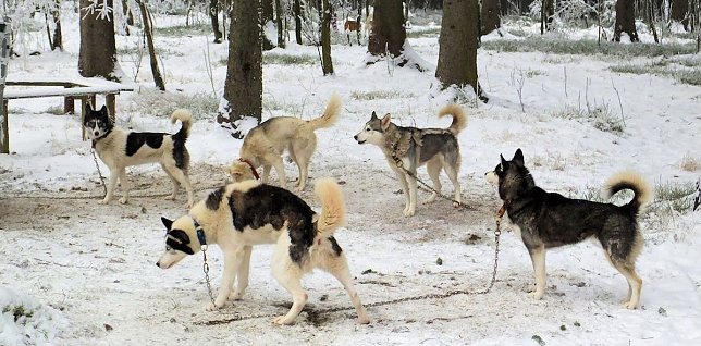Bild: Schlittenhunderennen 2015