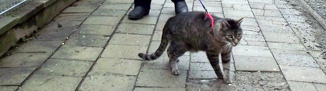 Bild: Kater Felix an der Leine