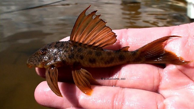 Bild: Ancistomus feldbergae