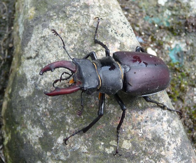 Bild: Das M&auml;nnchen des Kirschk&auml;fers