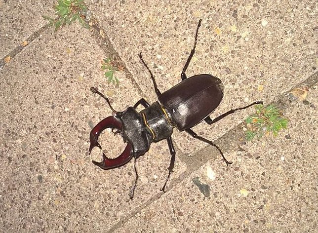 Bild: Hirschk&auml;fer entdeckt