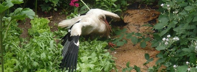 Bild: Verletzter Storch konnte eingefangen werden