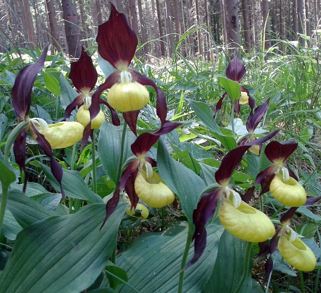 Bild: Frauenschuh (Cypripedium calceolus)
