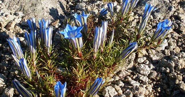 Bild: Letzte Bl&uuml;ten