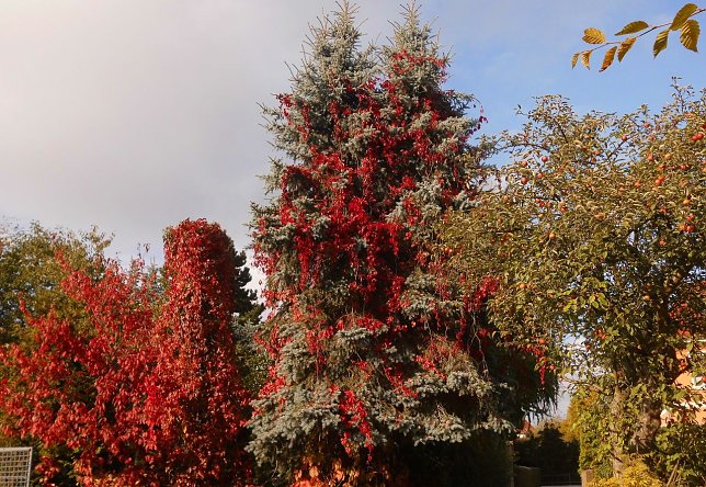 Bild: Der Blick in Nachbars Garten