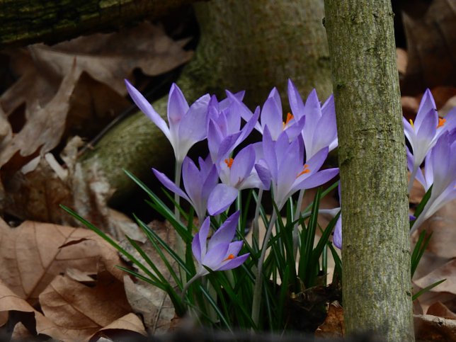 Bild: Der Fr&uuml;hling kommt - trotz Frost