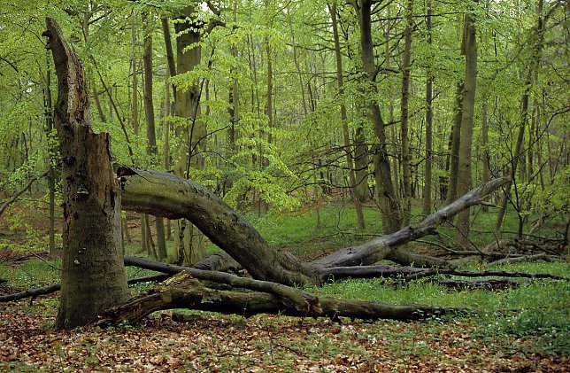 Bild: Rotbuchenwald
