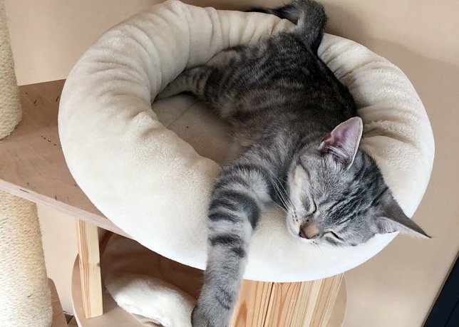 Bild: Nala
