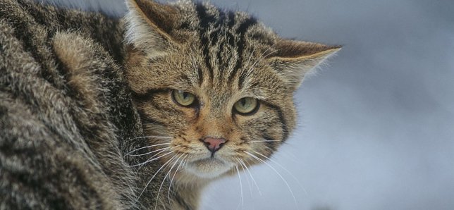 Bild: Wildkatze