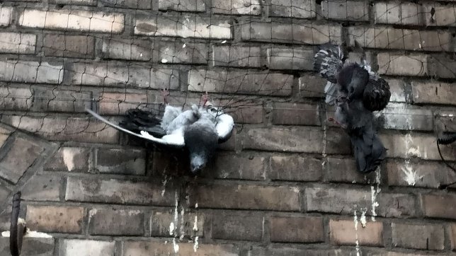 Bild: In Netzen gestorben