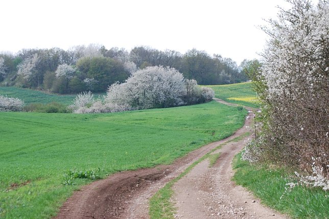 Bild: Karstwanderweg am Kuhberg
