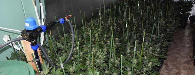 Bild: Cannabispflanzen beschlagnahmt