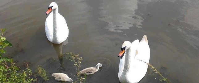 Bild: Die Schwanenfamilie