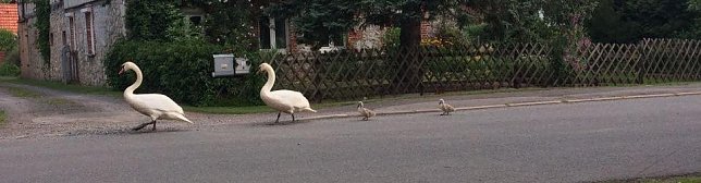 Bild: Der lange Marsch der Schwanenk&uuml;ken