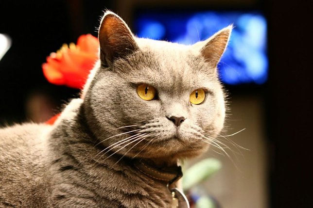 Bild: Wer hat Cleo gesehen?