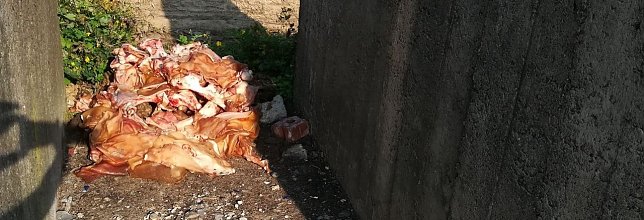 Bild: Illegal entsorgt - im wahrsten Sinne des Wortes eines Schweinerei