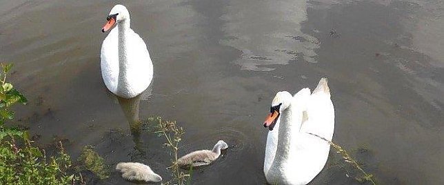 Bild: Bis vor einiger Zeit  war die Schwanenfamilie auf dem Fischaufzuchtsteich in Liebenrode noch vereint.