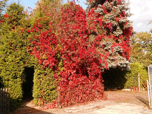 Bild: Wunderbaum im Hinterhof