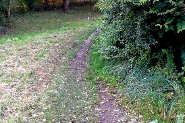 Bild: &Uuml;berwucherter Gehweg