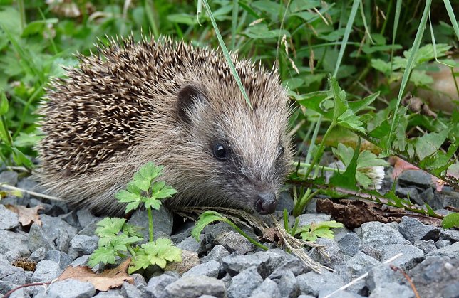 Bild: Igel beginnen mit dem Winterschlaf